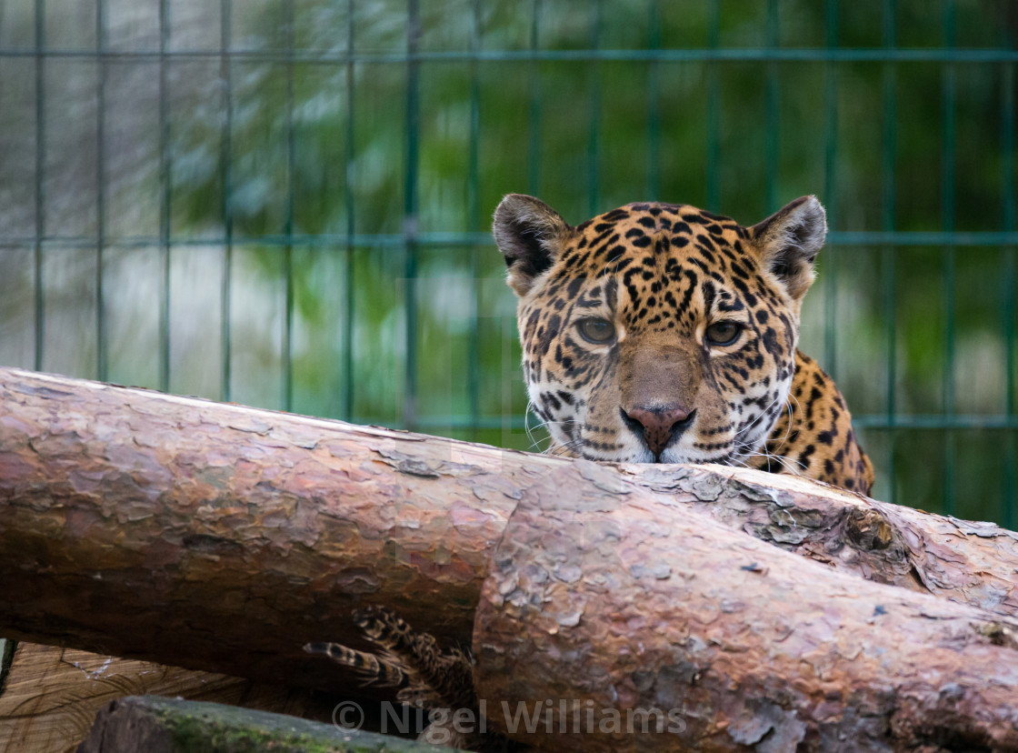 "Captive Jaguar" stock image