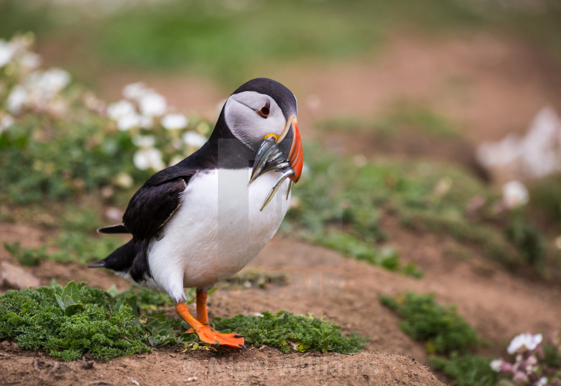 "Puffin With Sandeels" stock image