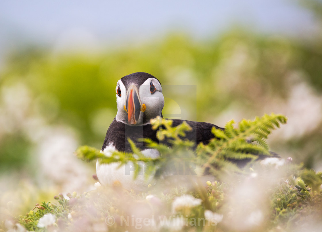 "Puffin at Rest" stock image