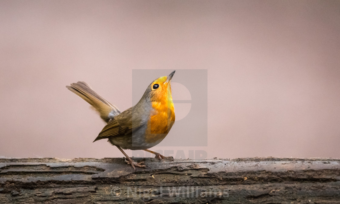 "Robin Displaying" stock image