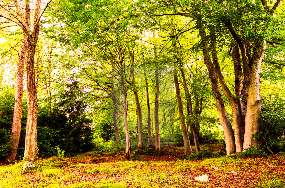 "Beneath the Trees" stock image