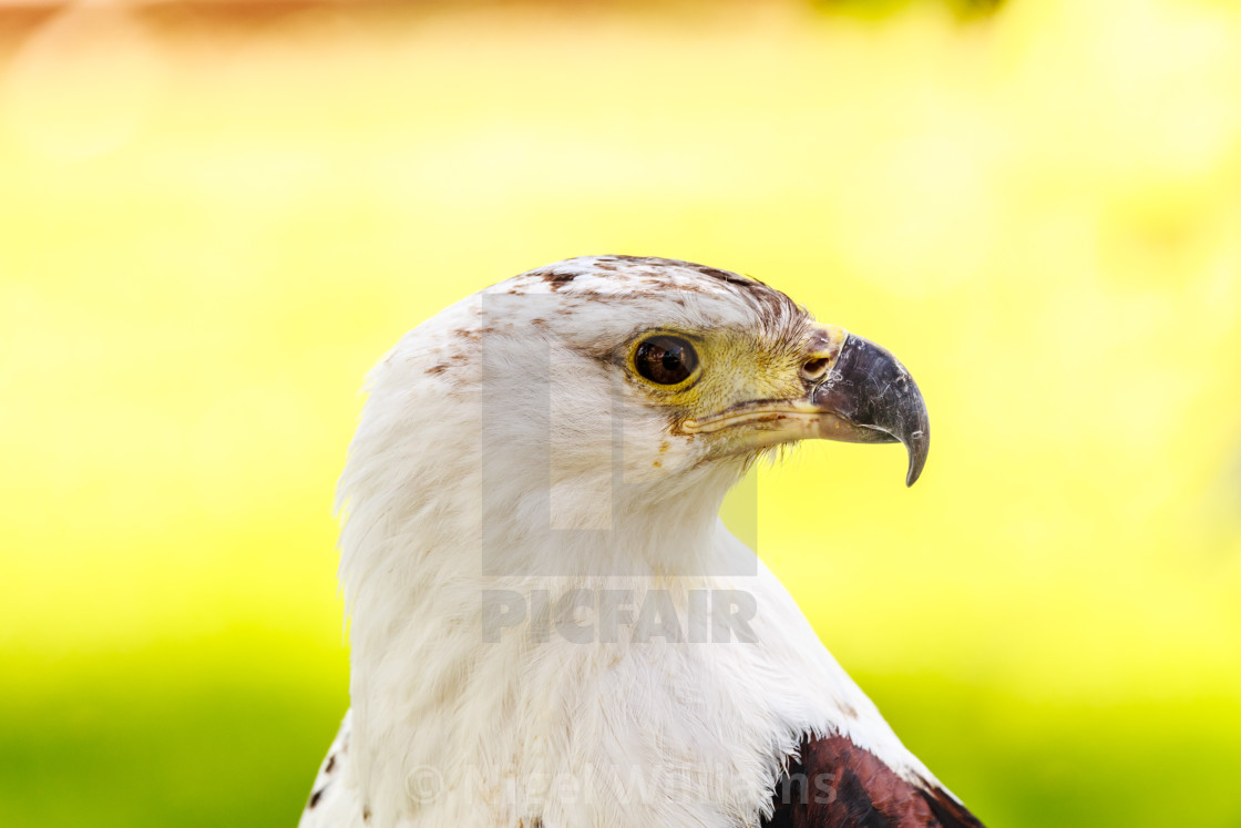 "American Fish Eagle" stock image