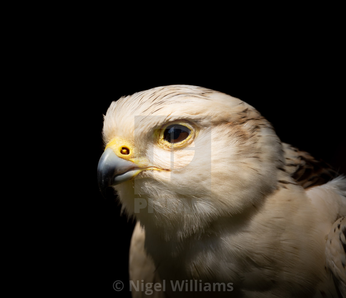 "Saker Falcon Portrait 2" stock image