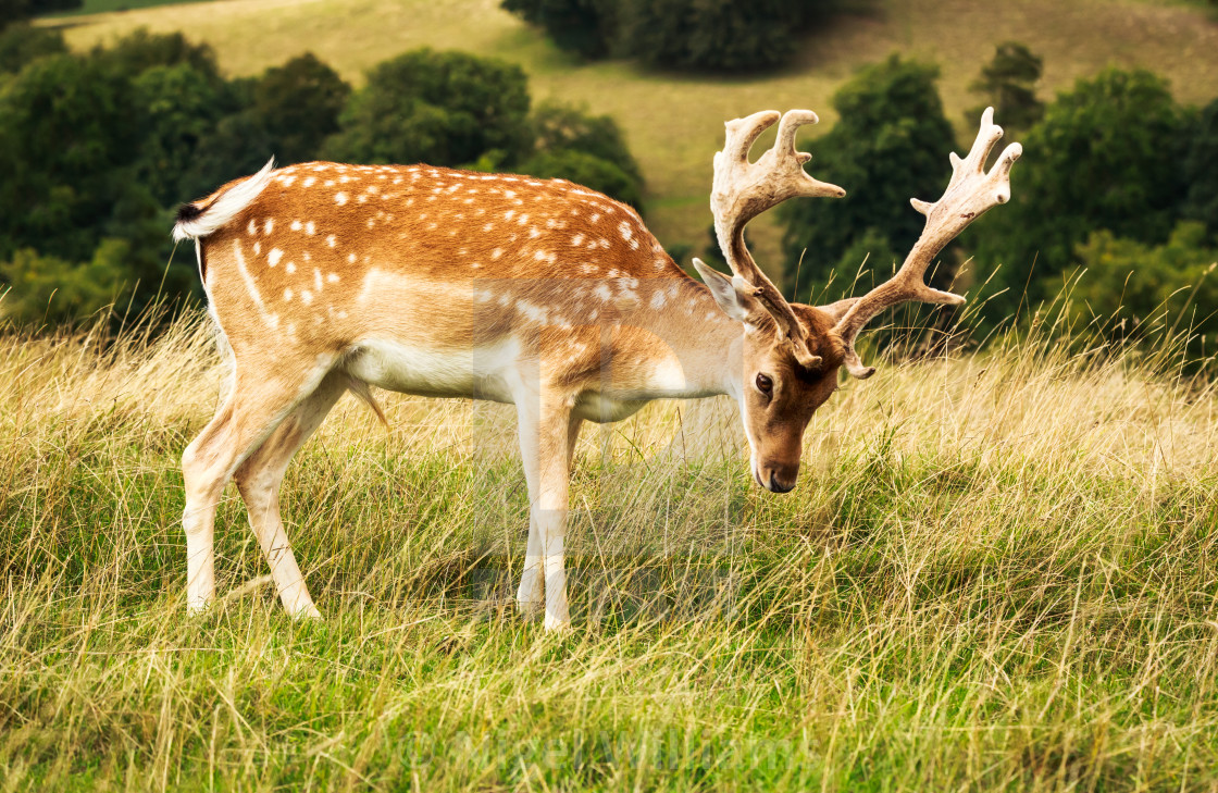 "Young Fallow Deer Buck" stock image