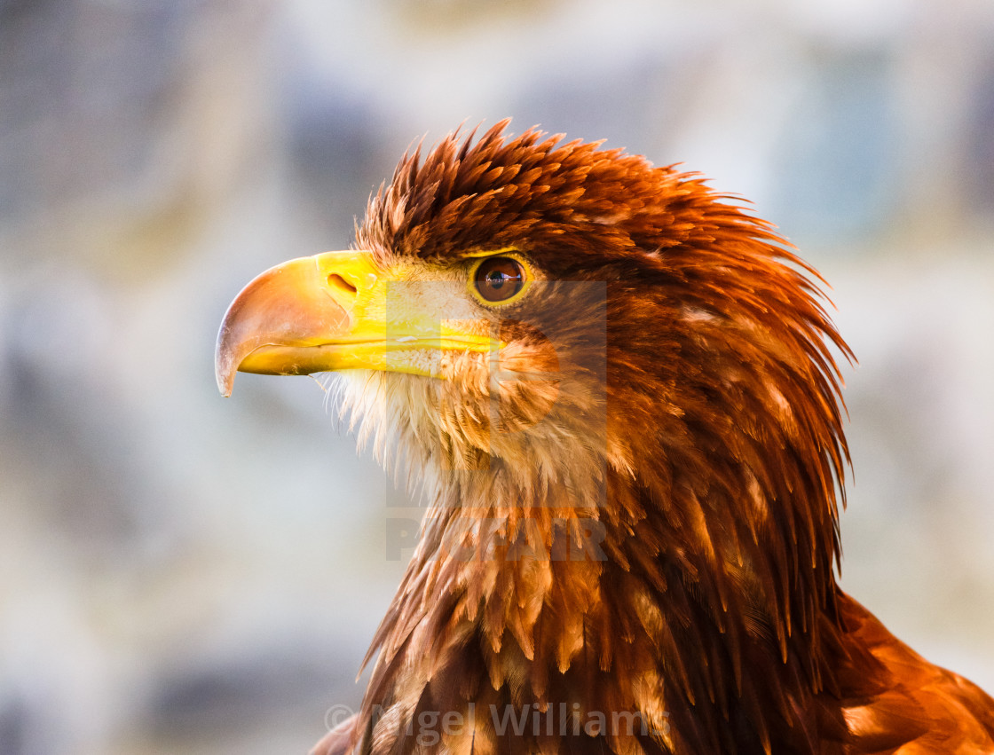 "Eagle Eyed 2" stock image