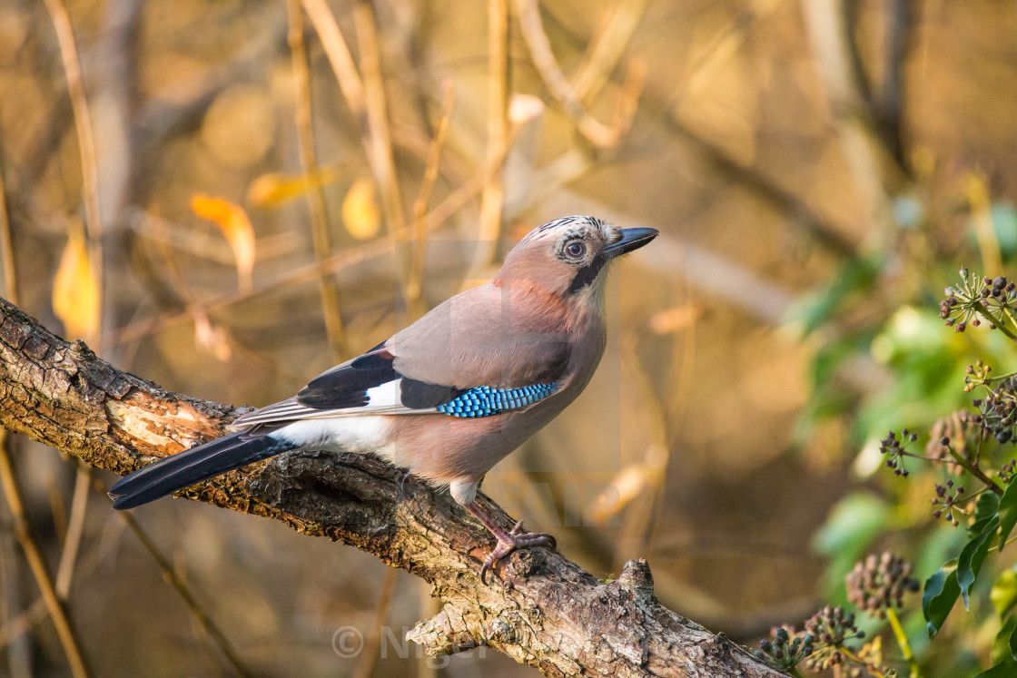 "Jay" stock image