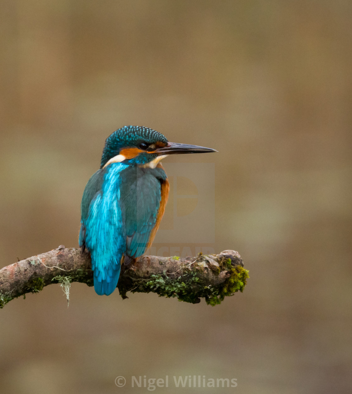 "Kingfisher" stock image