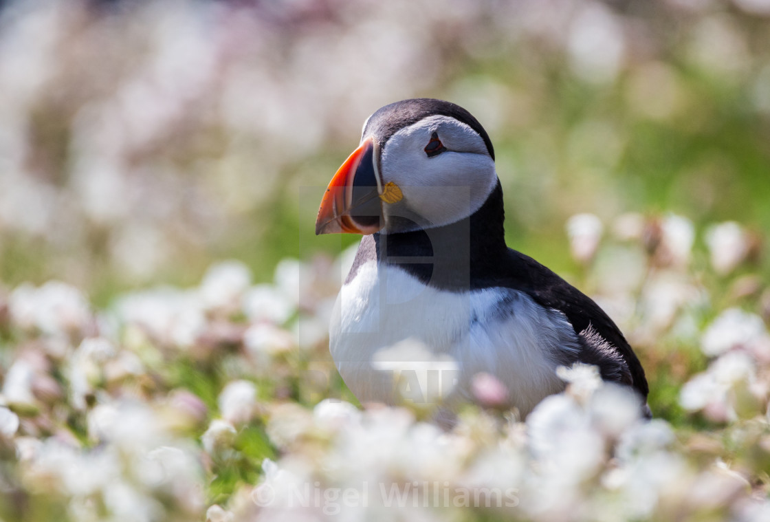 "Puffin 3" stock image