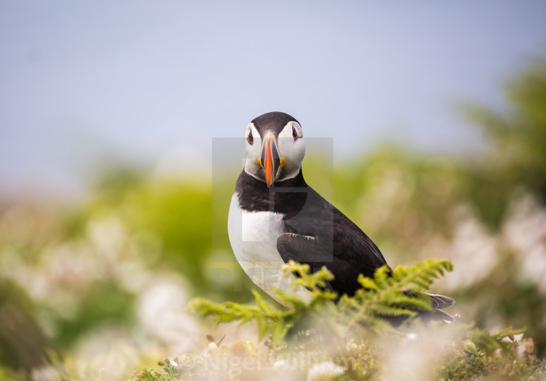 "Puffin 12" stock image