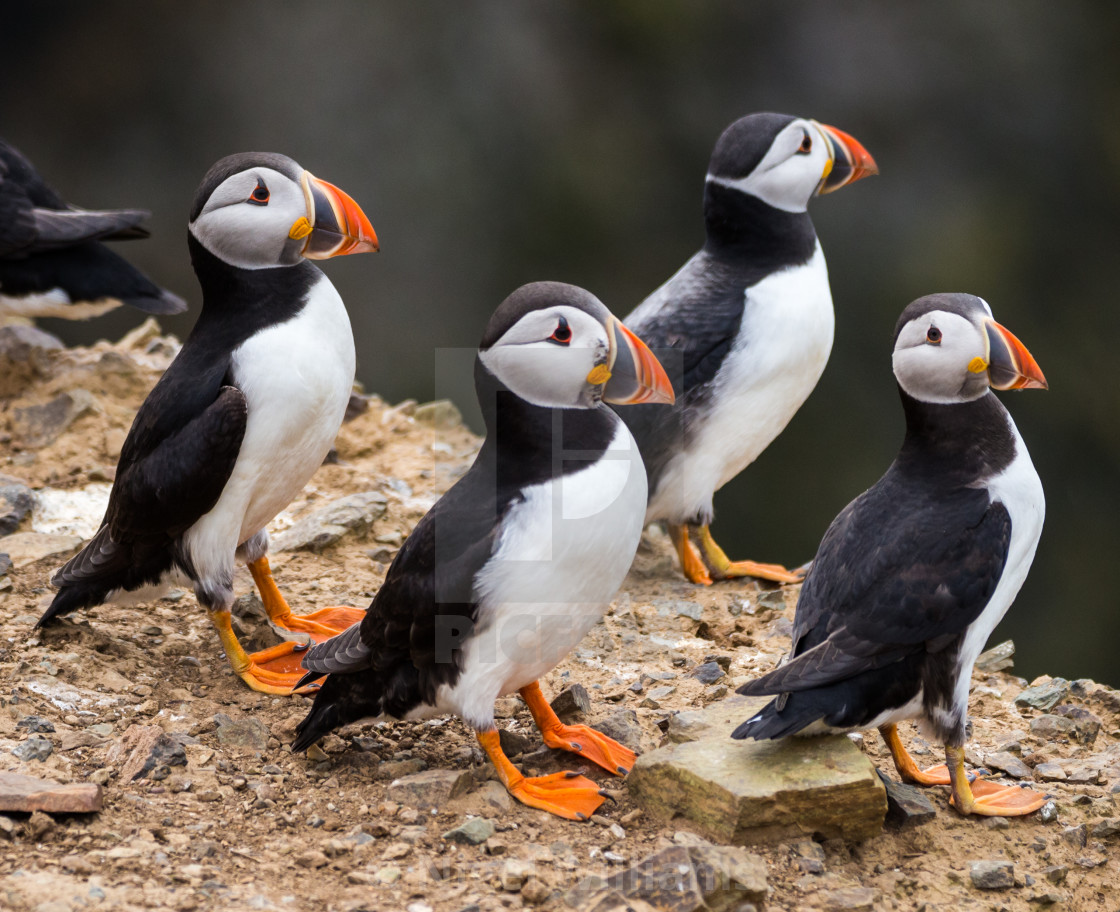 "Puffins" stock image