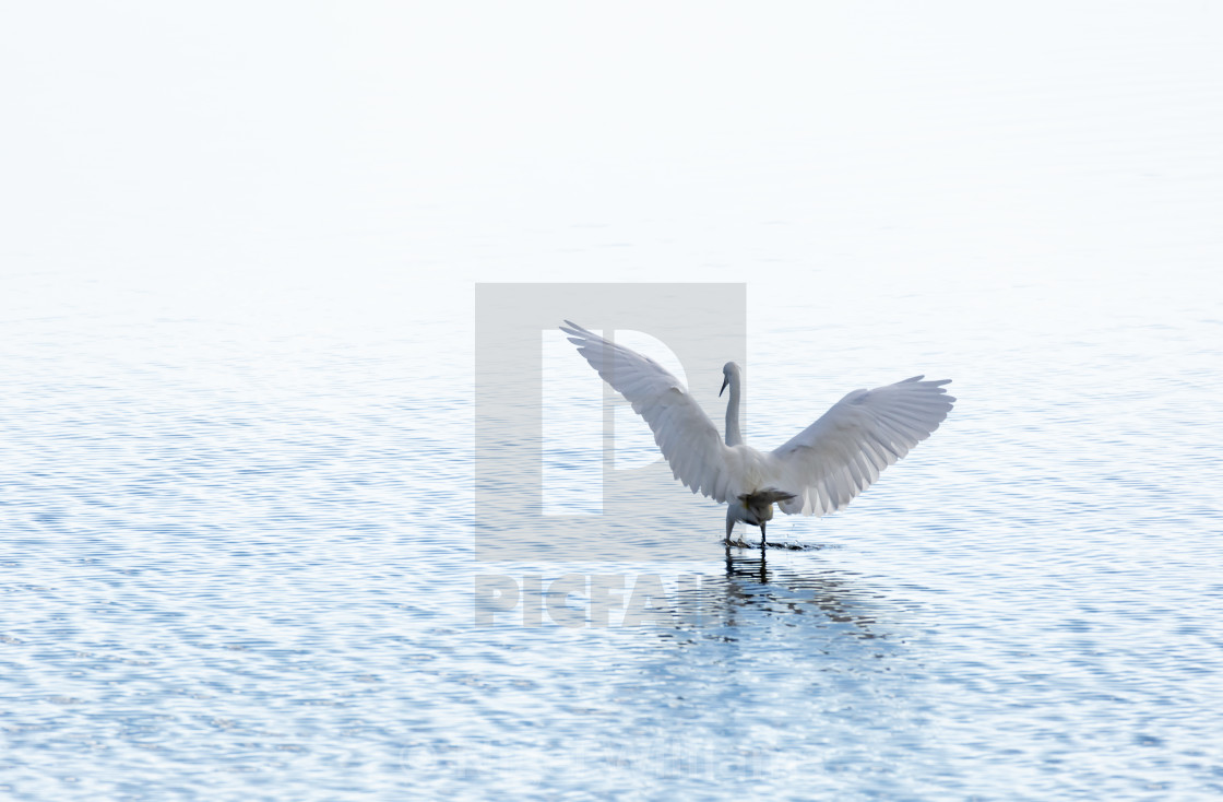 "Angel Wings" stock image