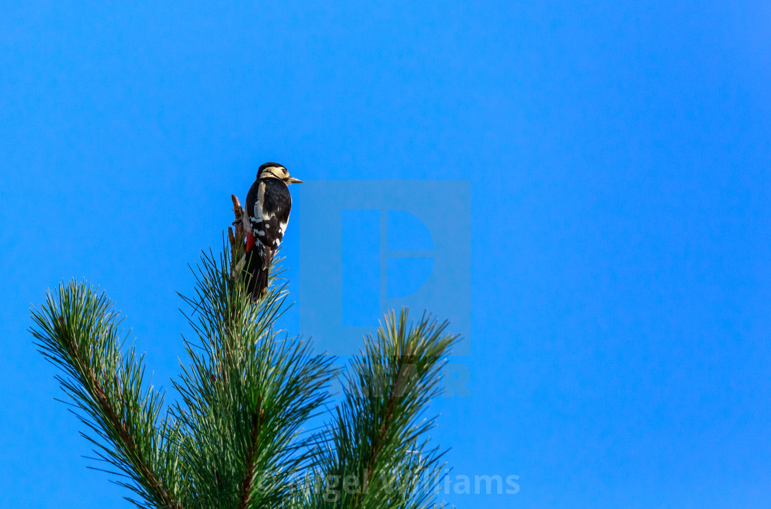 "Top of the Tree" stock image