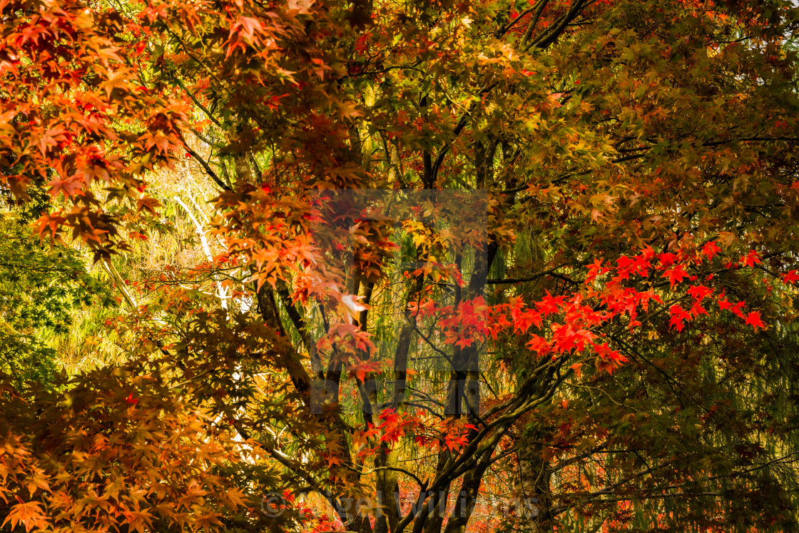 "A Splash of Red" stock image