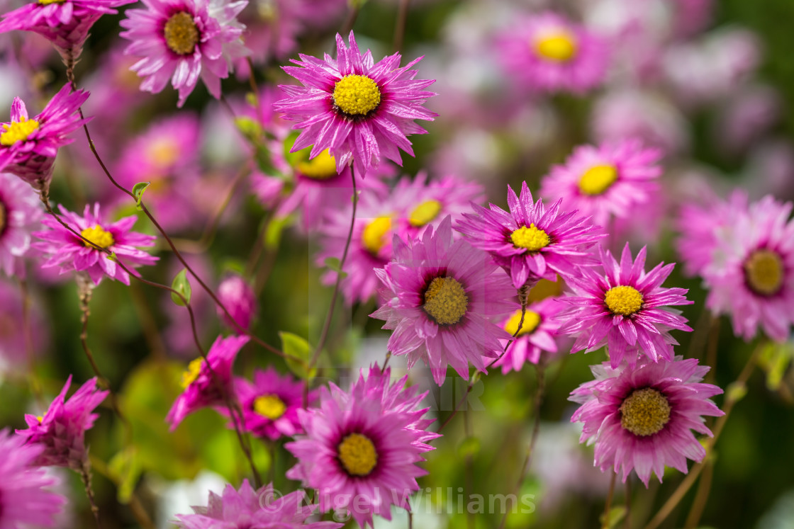 "In the Pink" stock image