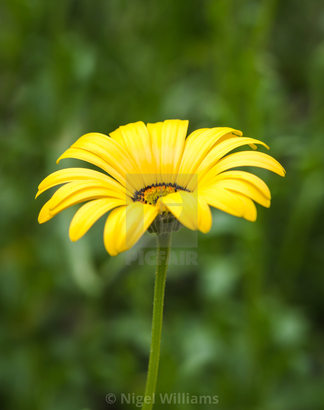 "Yellow" by Nigel Williams - $18.85 "Yellow" stock image