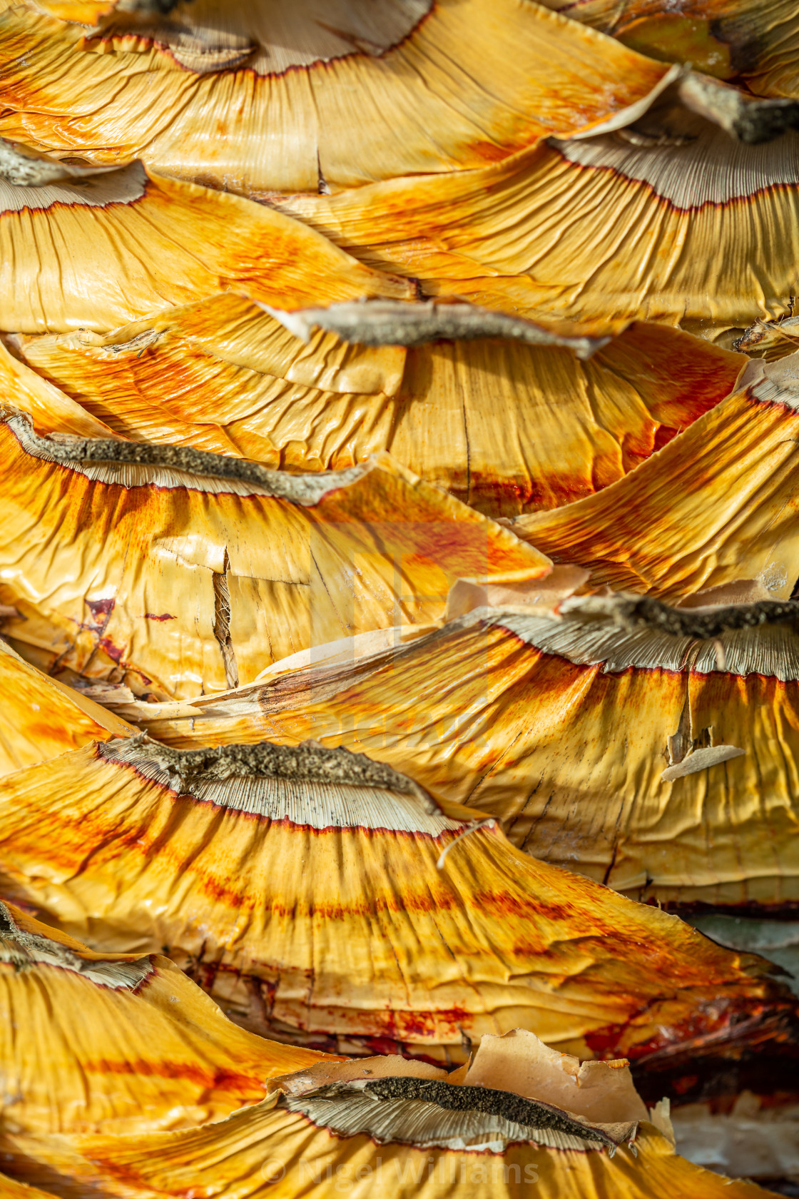 "Bark of the Dragon Tree" stock image