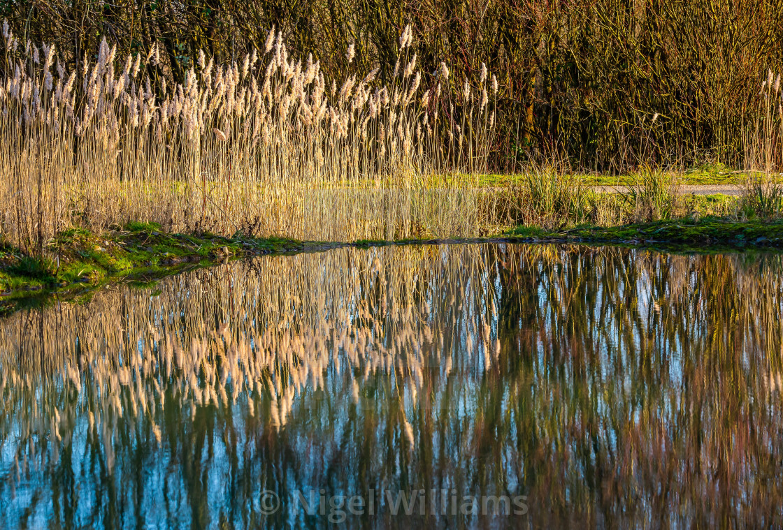 "Grass Reflections" stock image