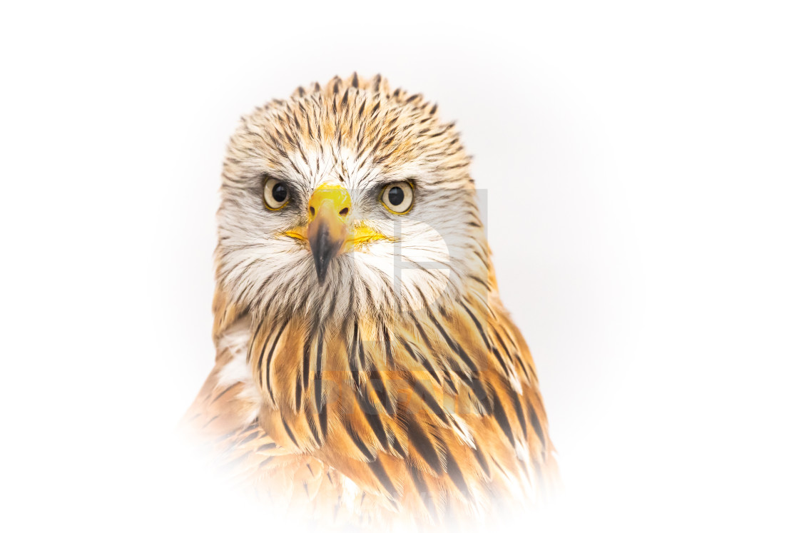 "Red Kite Portrait" stock image