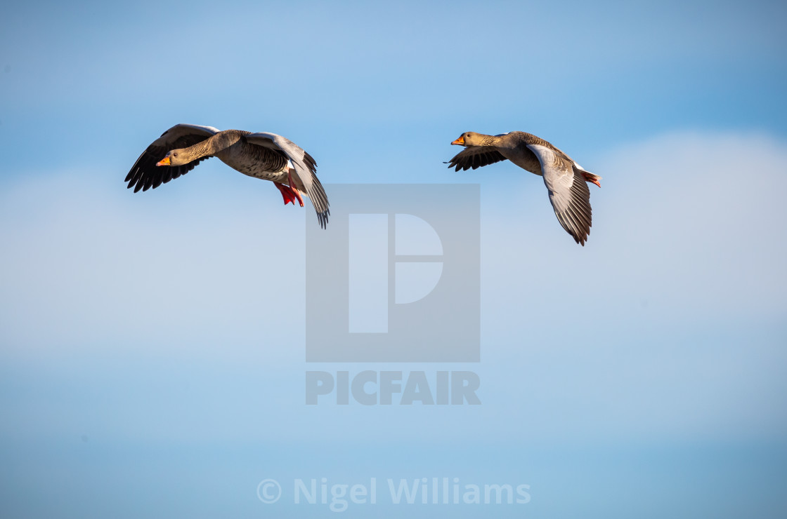 "Follow the Leader" stock image