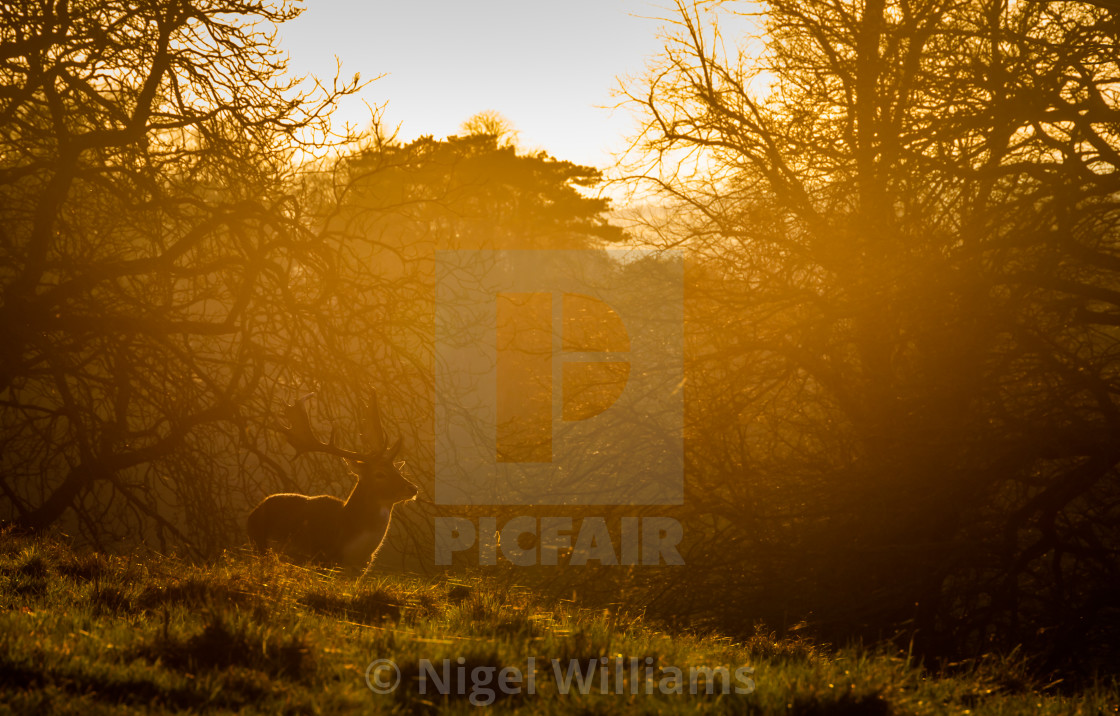 "Sunlit Deer" stock image