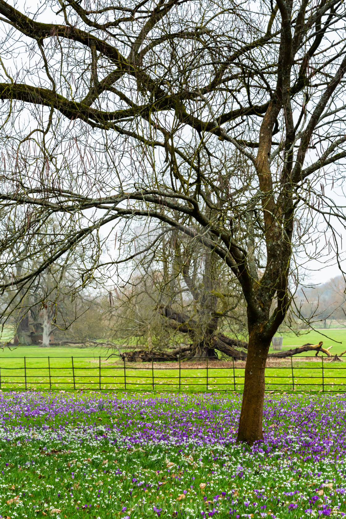 "Carpet of Crocuses" stock image