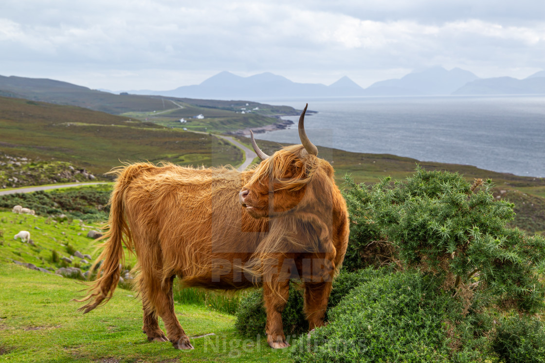 "Highland Cow" stock image