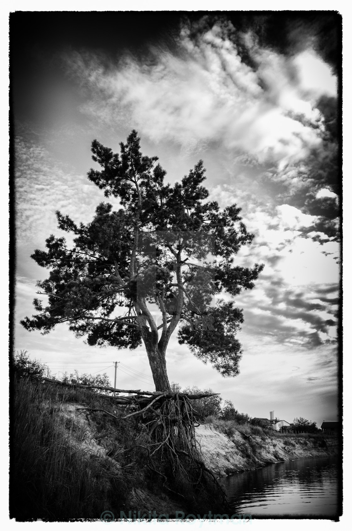 "Tree On The Edge" by Nikita Roytman - $22.85 "Tree On The Edge" stock image