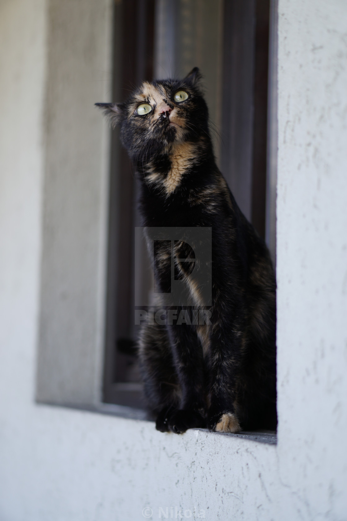 Funny Looking Cat License Download Or Print For 12 40 Photos