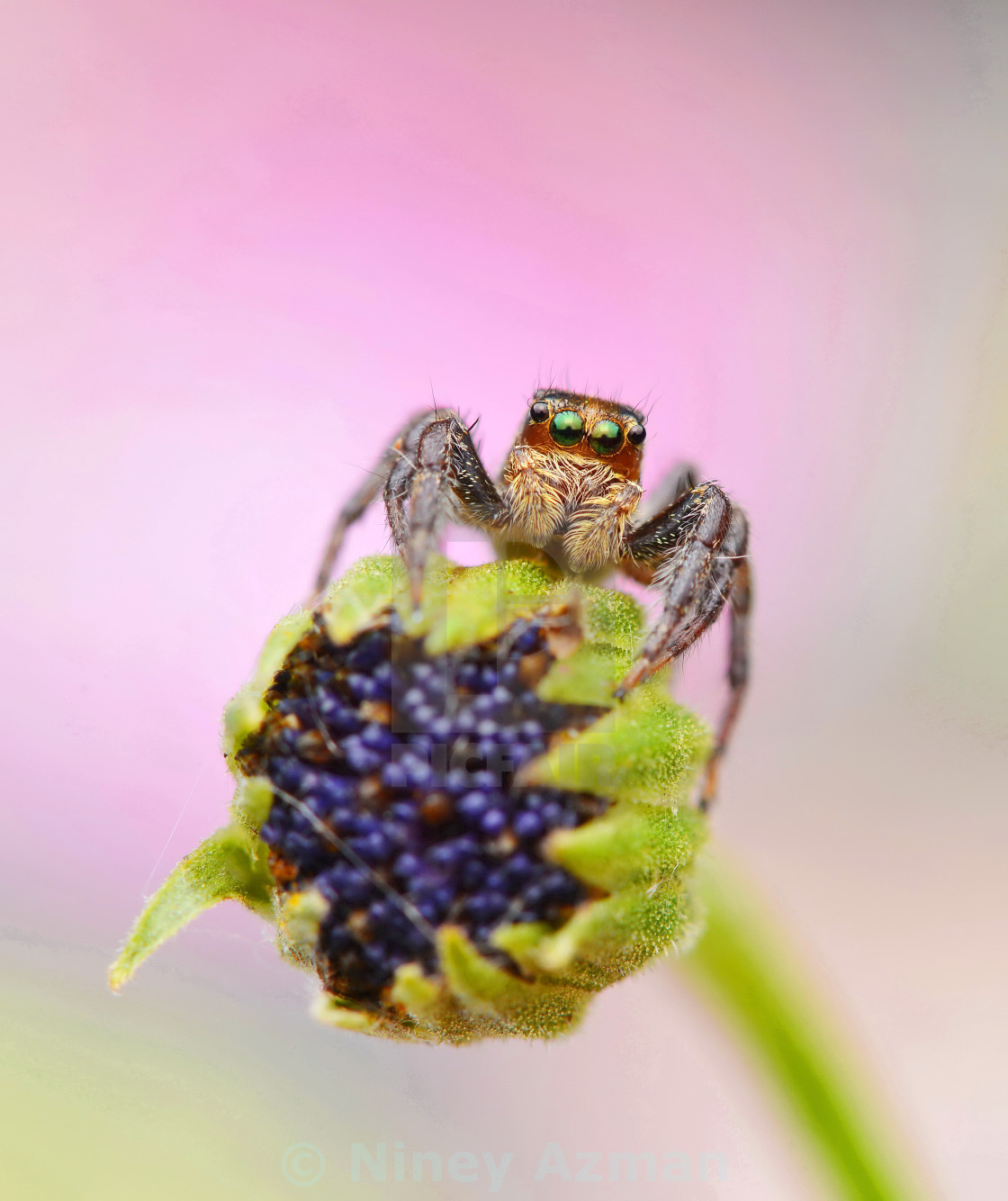 "Jumping Spider on Flower" stock image