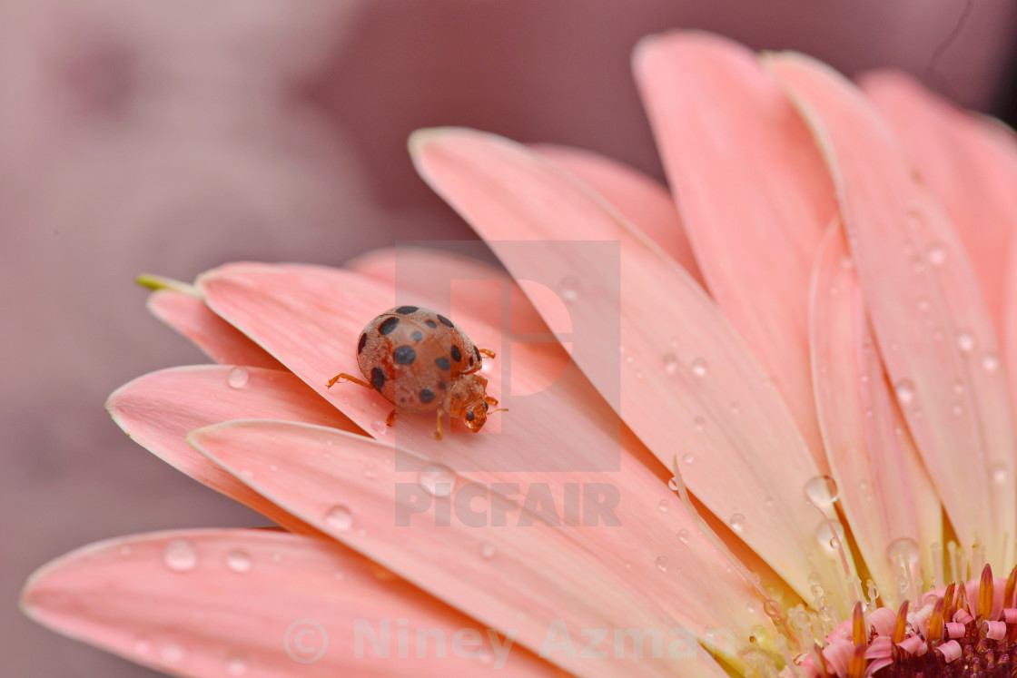 "Tiny Lady in Red" stock image