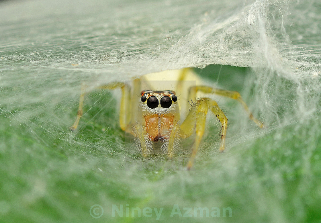 "Peeking" stock image