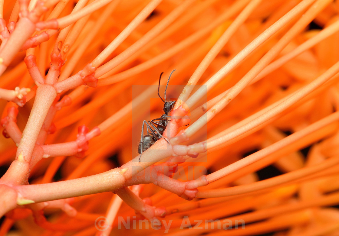 "Stuck In A Maze" stock image