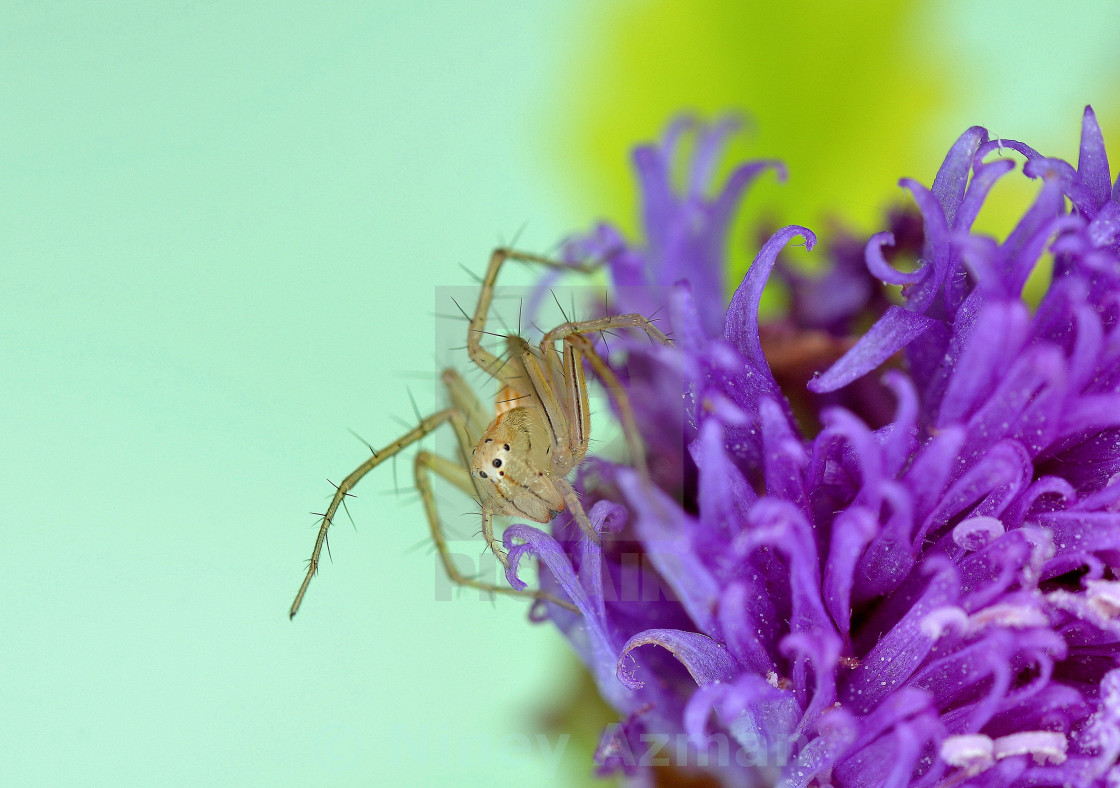 "Lynx Spider" stock image