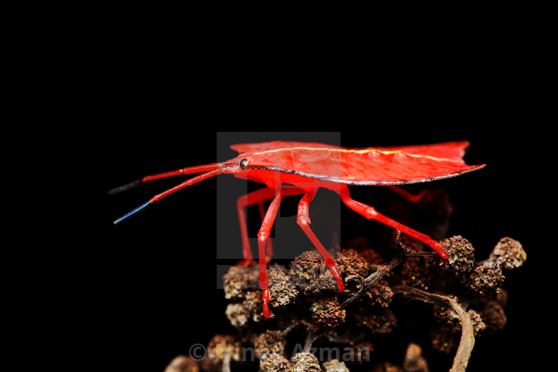 "Lady in Red" stock image