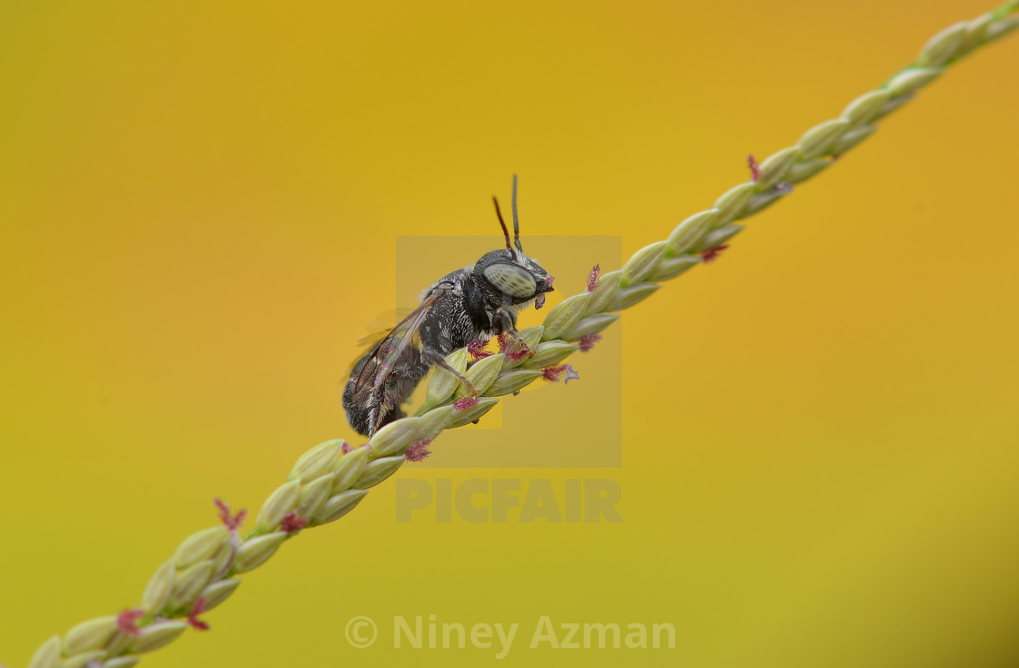 "Minimalism in Nature" stock image