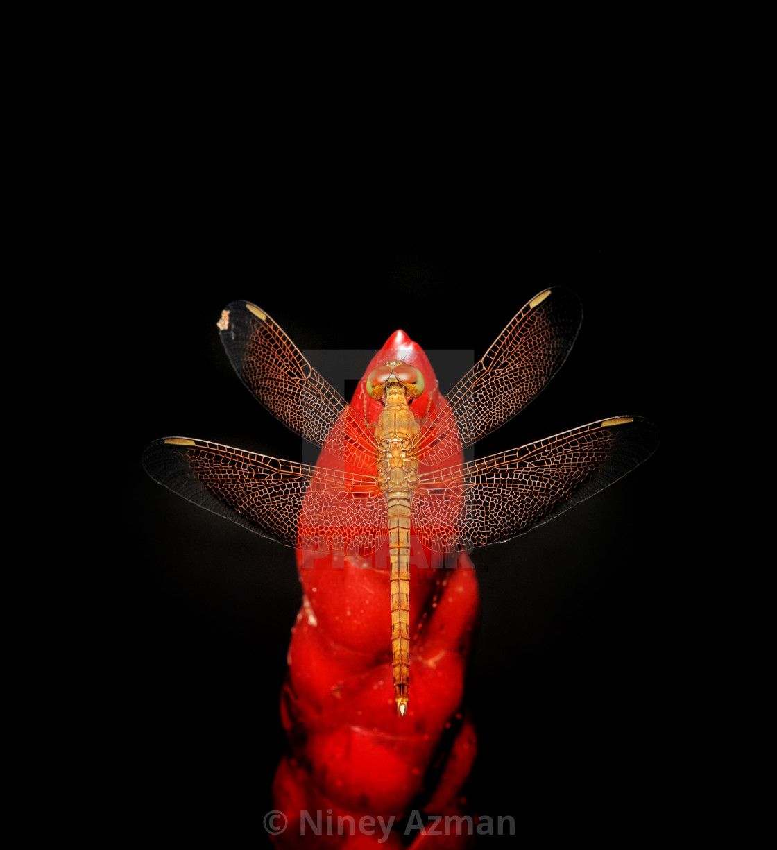 "Dragonfly perched on red flower" stock image