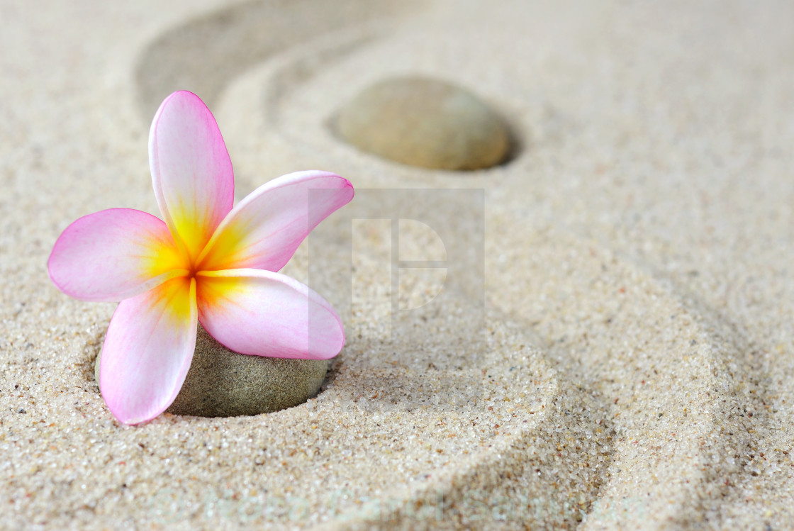 "Zen stones and frangipani flower" stock image
