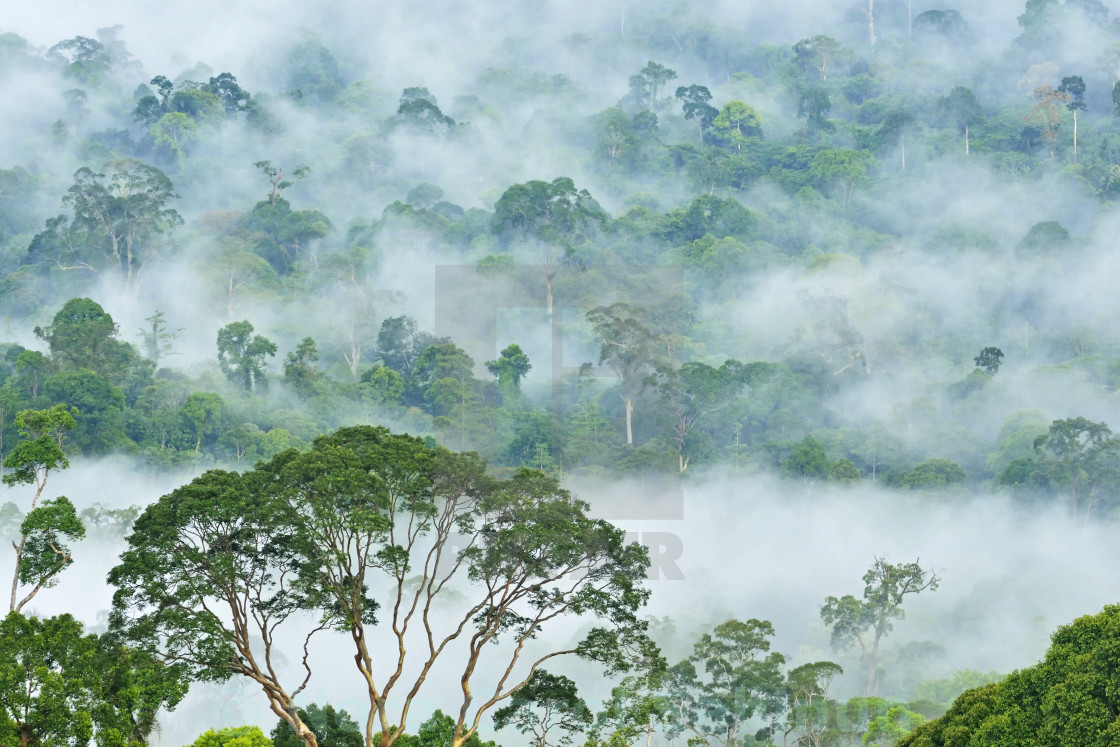 "Fogs and mist over dipterocarp rain forest in Danum Valley Conservation Area in Lahad Datu, Sabah Borneo, Malaysia." by Nora Carol Sahinun - £12.50 "Fogs and mist over dipterocarp rain forest in Danum Valley Conservation Area in Lahad Datu, Sabah Borneo, Malaysia." stock image