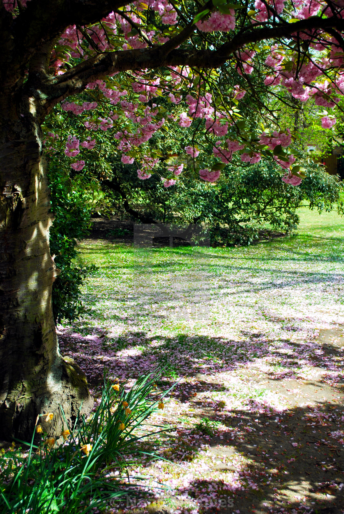Garden Sunlight I License Download Or Print For 9 92 Photos Picfair Find the best free stock images about gardens. https www picfair com pics 07761549 garden sunlight i