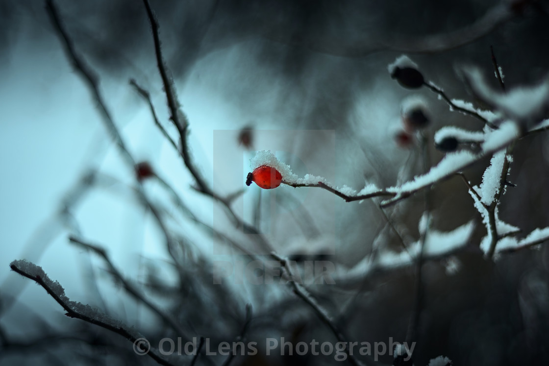 Single Wild Rose Berry In The Middle Of The Winter License