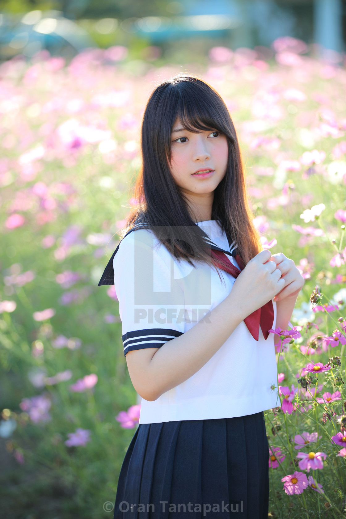 Portrait of Japanese school girl uniform smile with cosmos flower - License, download or print for £ | Photos | Picfair Portrait of Japanese school girl uniform smile with cosmos flower - License, download or print for £ | Photos | Picfair