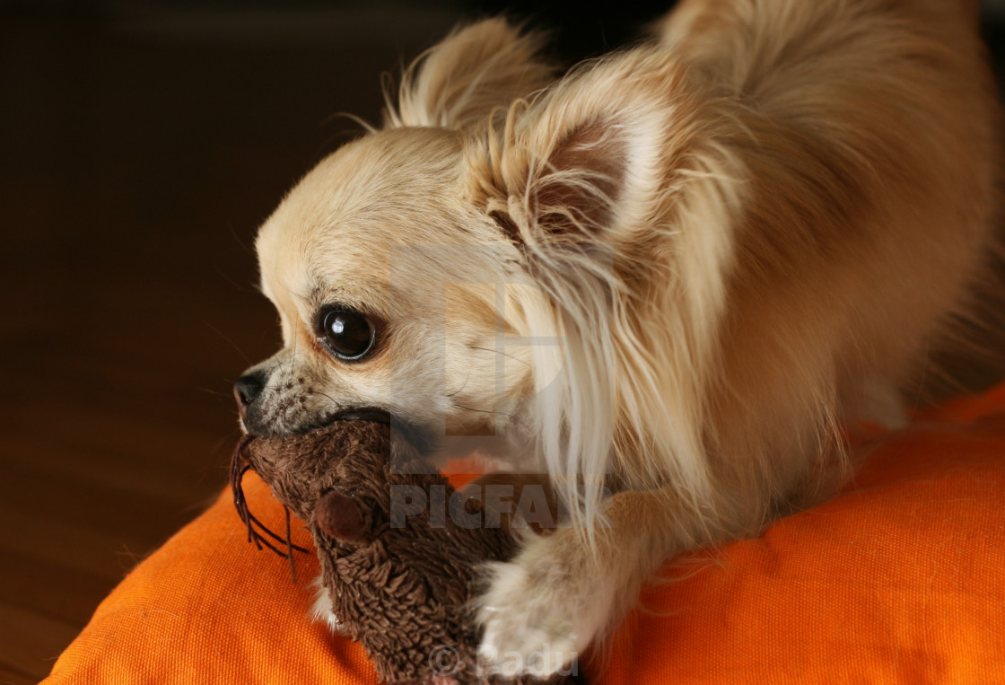 stuffed long haired chihuahua