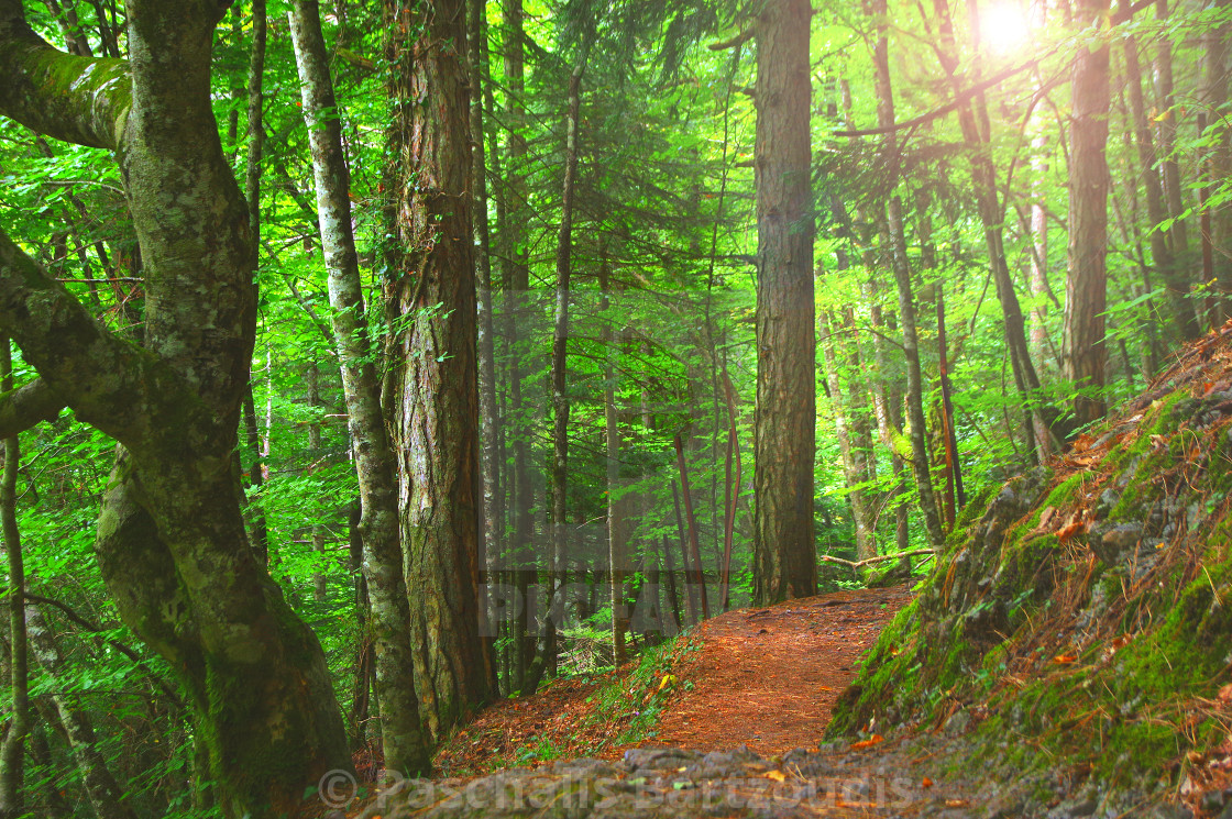 "Forest in the mythical Mount Olympus - Greece" by Paschalis Bartzoudis - $12.25 "Forest in the mythical Mount Olympus - Greece" stock image
