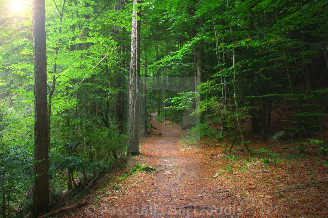 "Forest in the mythical Mount Olympus - Greece" by Paschalis Bartzoudis - $12.25 "Forest in the mythical Mount Olympus - Greece" stock image