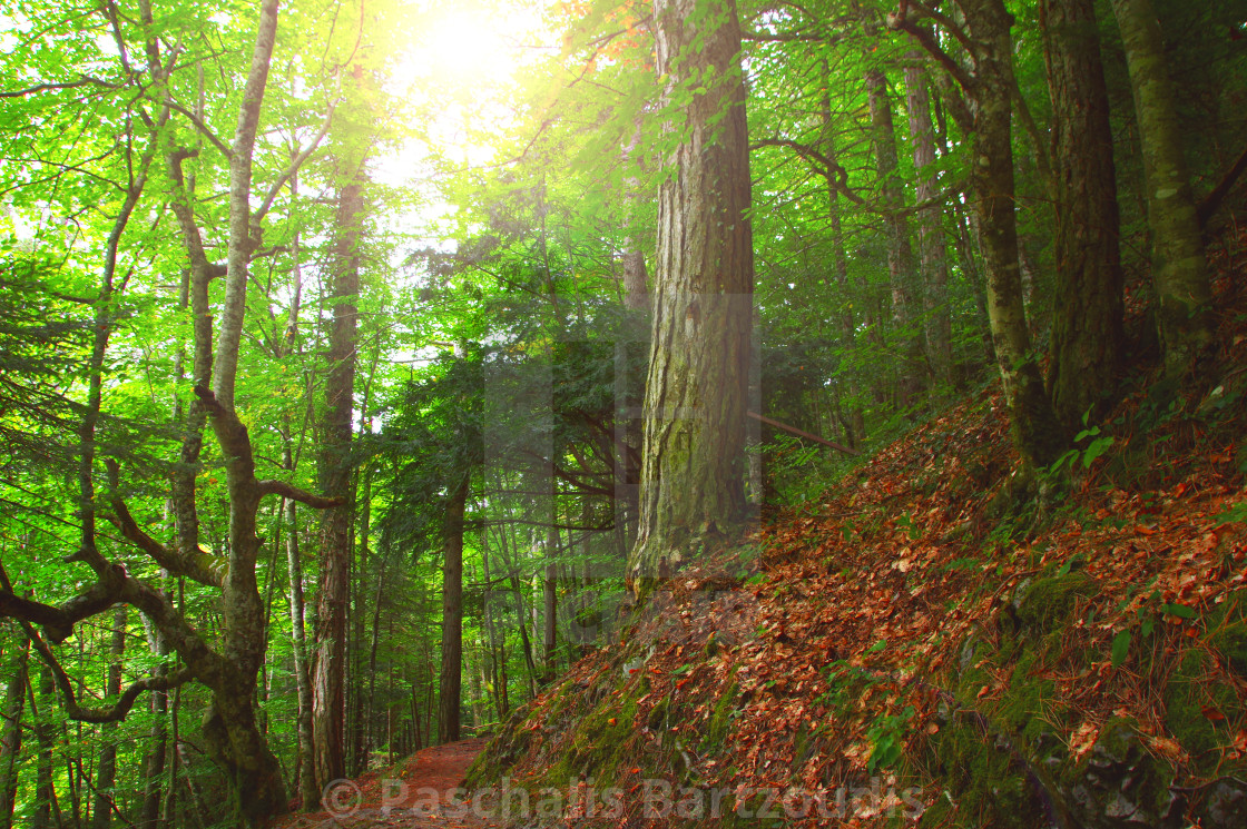 "Forest in the mythical Mount Olympus - Greece" by Paschalis Bartzoudis - $12.25 "Forest in the mythical Mount Olympus - Greece" stock image