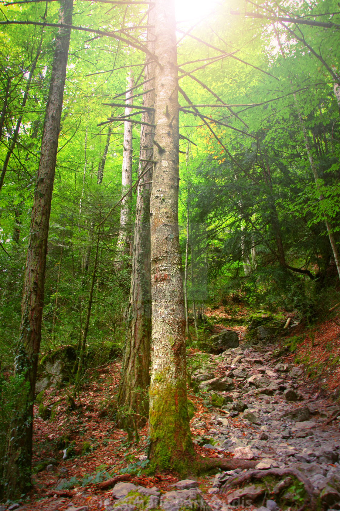 "Forest in the mythical Mount Olympus - Greece" by Paschalis Bartzoudis - $12.25 "Forest in the mythical Mount Olympus - Greece" stock image