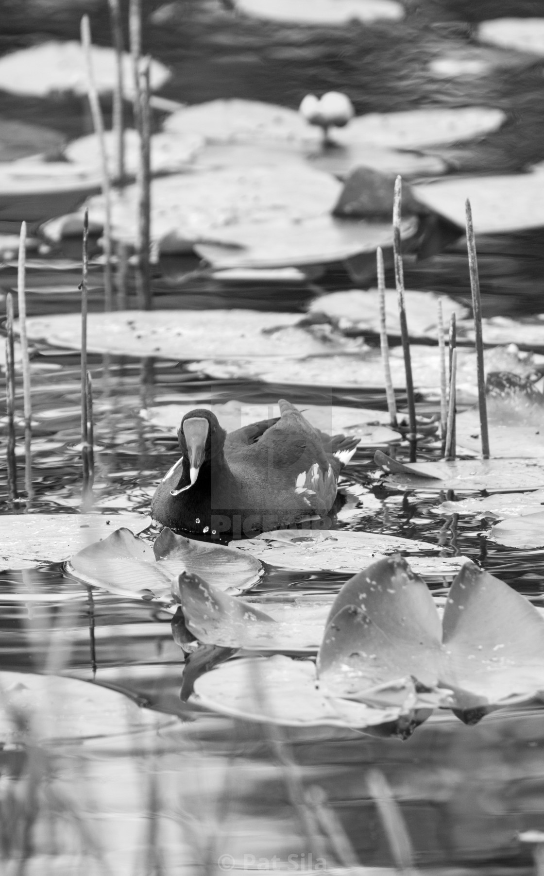 "Pond" stock image