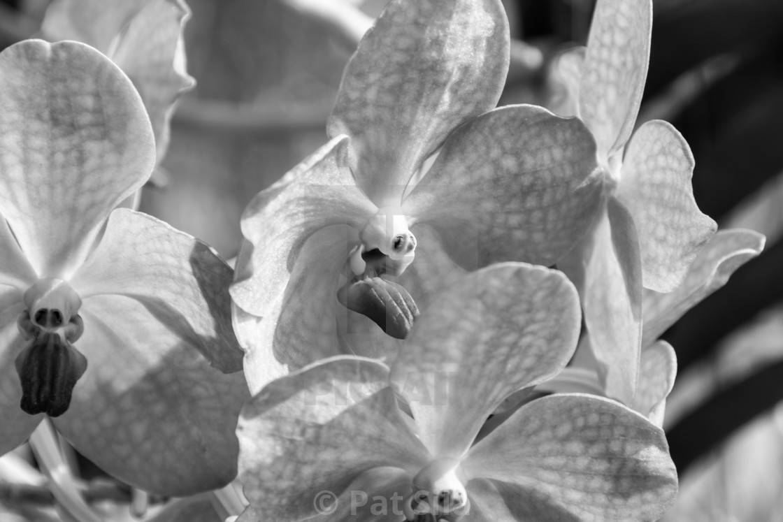 "Pink flowers in black and white" stock image