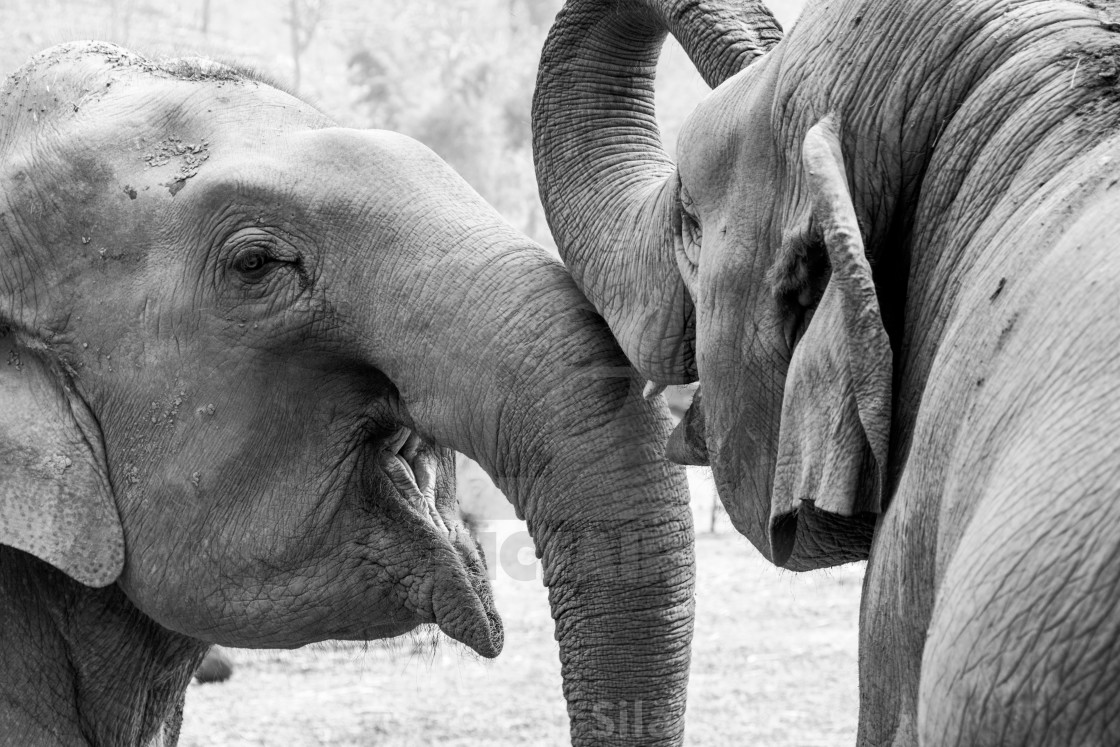 "Animal Love" stock image