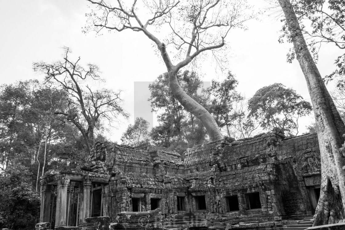 "Ta Prohm #773" stock image